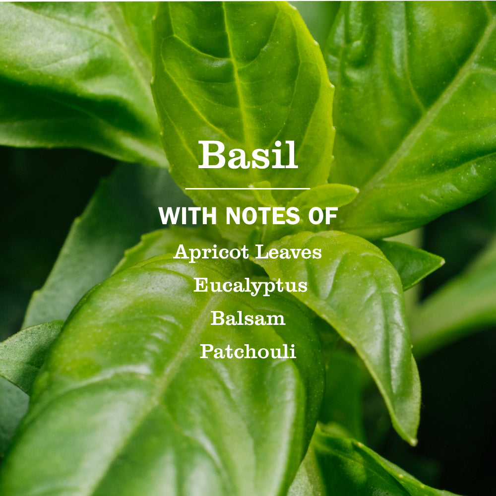 Basil Soy Candle Large
